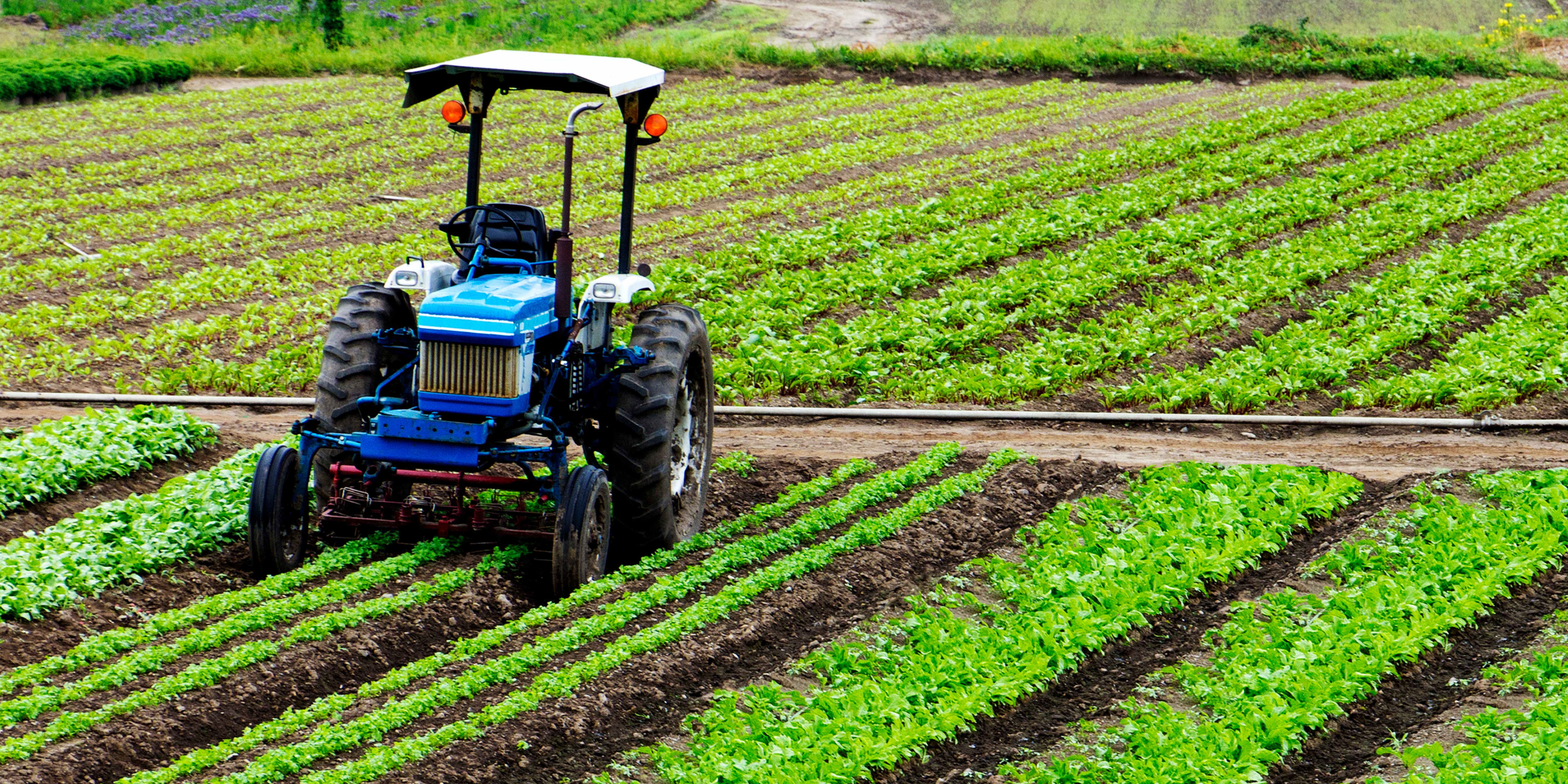 Tarım Arazisine Yatırım Yapmak Mantıklı mı?